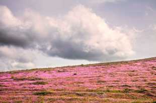 Hills of wildflowers-0659 Hills of wildflowers-0659